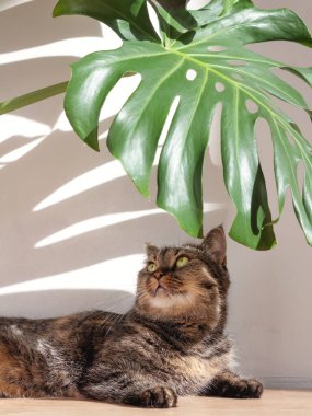 Evcil bir kedi güneş ışığında bir canavar yaprağının altında yatıyor. Evdeki beton duvarda uzun gölgeler bırakıyor..