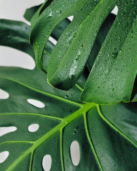 Monstera leaves close up with waterdrops on white background. Minimal houseplant concept.
