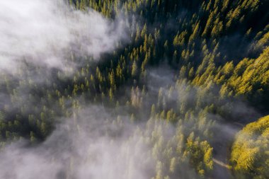 Gün doğumunda alçak bulutlarda sonbahar ormanının havadan görünüşü. Sonbaharda dağlardaki çam ağaçlarının üzerinde sabah sisi olan güzel bir manzara..