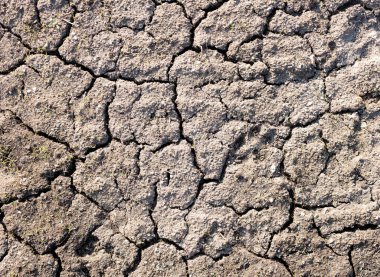 Çatlamış topraktan yeşil çimenler çıkıyor..