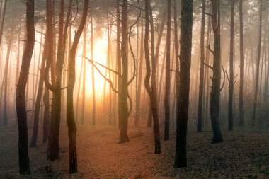 Ormandaki sislerin arasından gün ışığı doğuyor. Sihirli sabah.