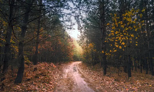 Φθινοπωρινό Πρωινό Ένα Όμορφο Δάσος Την Αυγή Στο Δάσος Υπάρχει — Φωτογραφία Αρχείου