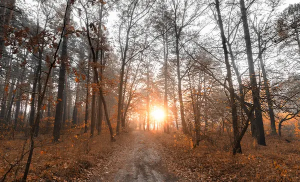 Φθινοπωρινό Πρωινό Ένα Όμορφο Δάσος Την Αυγή Υπάρχει Ένα Αμμώδες — Φωτογραφία Αρχείου