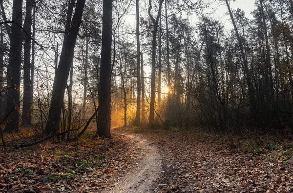 Φθινοπωρινό Πρωινό Ένα Όμορφο Δάσος Την Αυγή Στο Δάσος Υπάρχει — Φωτογραφία Αρχείου
