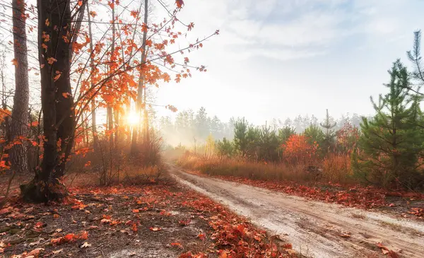 Φθινοπωρινό Πρωινό Ένα Όμορφο Δάσος Την Αυγή Υπάρχει Ένα Μονοπάτι — Φωτογραφία Αρχείου