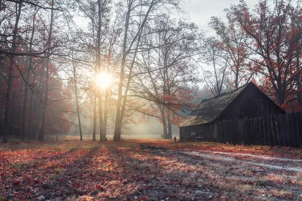 Όμορφο Φθινοπωρινό Πρωινό Στο Δάσος Την Αυγή Στο Δάσος Βρίσκεται — Φωτογραφία Αρχείου