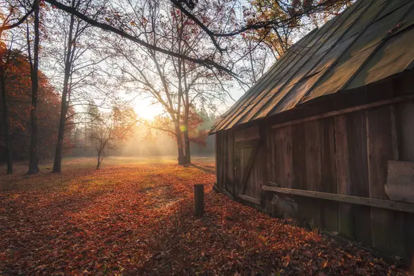 Όμορφο Φθινοπωρινό Πρωινό Στο Δάσος Την Αυγή Στο Δάσος Βρίσκεται — Φωτογραφία Αρχείου