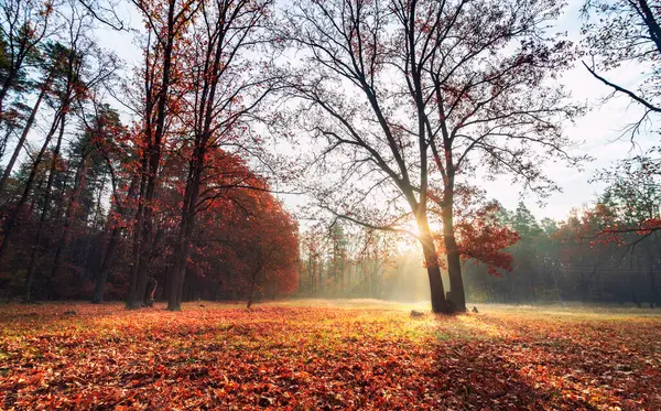 Όμορφο Φθινοπωρινό Πρωινό Στο Δάσος Την Αυγή Ήλιος Λάμπει Μέσα — Φωτογραφία Αρχείου