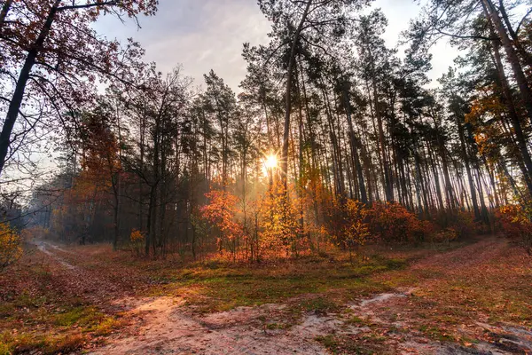 Όμορφο Φθινοπωρινό Πρωινό Στο Δάσος Την Αυγή Ήλιος Λάμπει Μέσα — Φωτογραφία Αρχείου