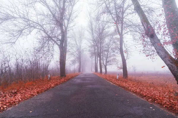 Mystical autumn forest with fog. Asphalt road. A beautiful mysterious morning. Forest with trees. Landscape with a road, trees and fog. Misty autumn morning.