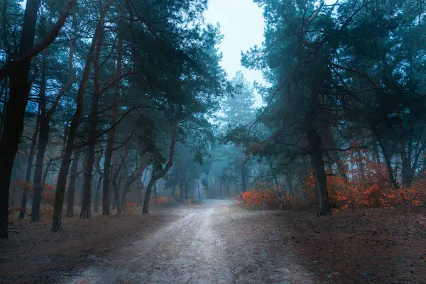 Μυστικιστικό Όμορφο Δάσος Φθινόπωρο Ομιχλώδες Πρωί Νεράιδα Τοπίο Στο Πάρκο — Φωτογραφία Αρχείου