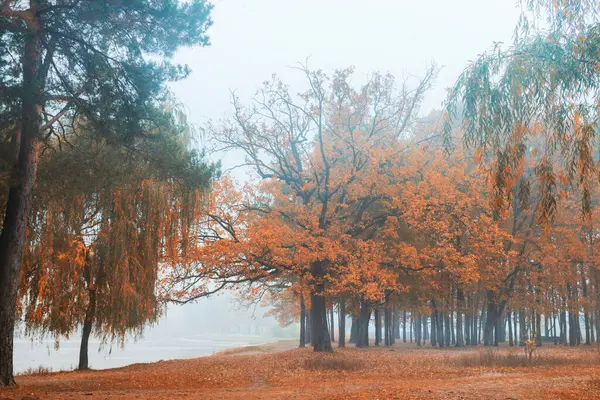 Φθινοπωρινή Ομίχλη Πρωί Στο Πάρκο Μεγάλο Δέντρο Φύλλα Πορτοκαλιού Δέντρο — Φωτογραφία Αρχείου