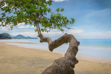 Tropikal bir sahilde uzun bir ağaç.