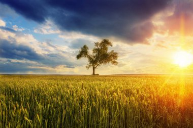 Kışın buğday tarlasında yapayalnız bir ağacın güzel manzarası gün batımında bulutların içinde gökyüzüne karşı..