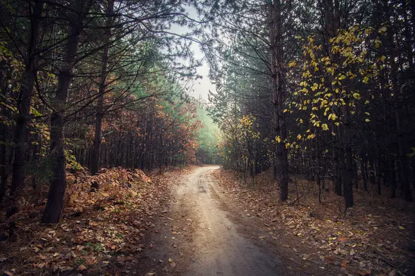 Ένα Μονοπάτι Στο Φθινοπωρινό Δάσος Έννοια Της Ενότητας Φύση — Φωτογραφία Αρχείου
