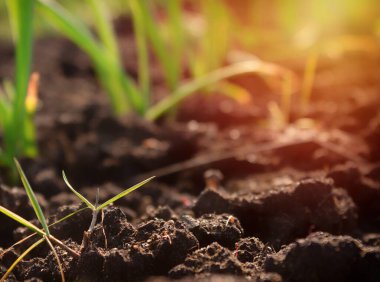 Taze yeşil çimenler sabahın erken saatlerinde