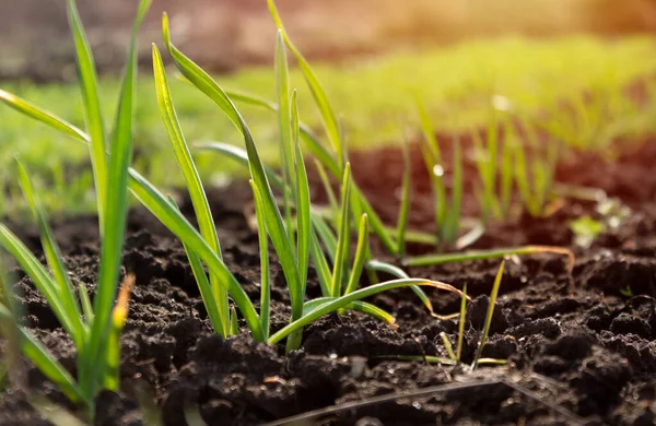 Taze yeşil çimenler sabahın erken saatlerinde