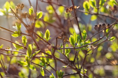 İlkbaharda güneşin altında tomurcukları açan Bush. Filizlenen yapraklar.