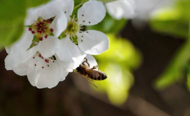 Kiraz çiçekleri. Çiçek açan kiraz yapraklarının üzerinde bir arı.