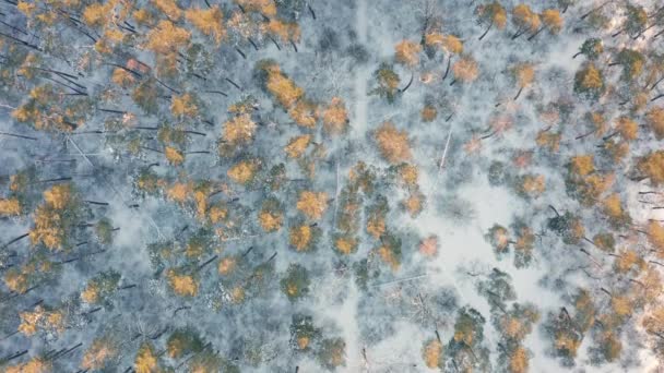 Vzdušný Pohled Shora Zimní Zasněžený Les Korunami Stromů Ozářenými Sluncem — Stock video