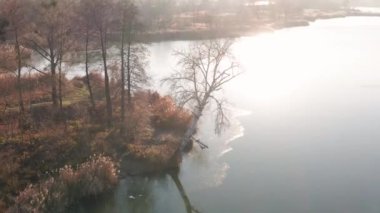 Güneşli bir sonbahar gününde ağaçlı sakin nehir kıyısının havadan görünüşü. Bir huş ağacı suya eğildi..