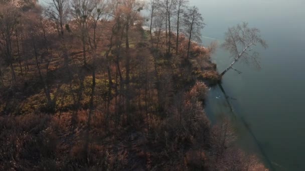 Вид Воздуха Спокойный Берег Реки Деревьями Солнечный Осенний День Одна — стоковое видео