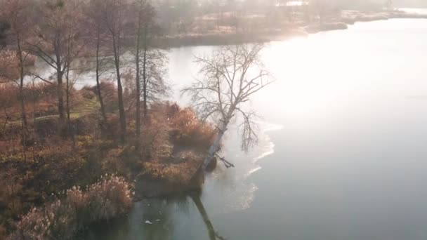 Vista Aérea Calma Margem Rio Com Árvores Dia Ensolarado Outono — Vídeo de Stock