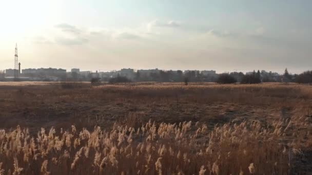 Bei Sonnigem Herbsttag Über Feld Mit Pampasgras Oder Schilf Fliegen — Stockvideo