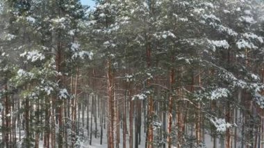 Güneşli bir günde ağaçların tepesinden kar yağan güzel bir kış ormanı manzarası. Hava görünümü.
