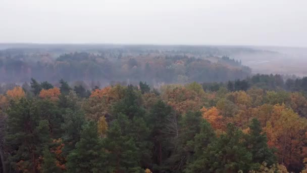在被雾覆盖的秋天森林的树梢上飞翔 空中无人驾驶飞机视图 — 图库视频影像