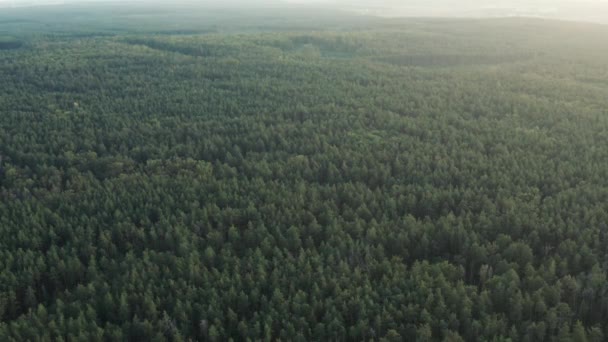 Flug Über Den Grünen Wald Ein Großes Waldgebiet Aus Der — Stockvideo