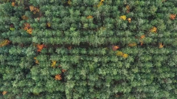 Autumn Pine Forest Path Aerial Top View — Stock Video