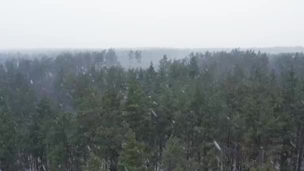 Widok Powietrza Silną Zamieć Lub Opady Śniegu Lesie Zimowym — Wideo stockowe