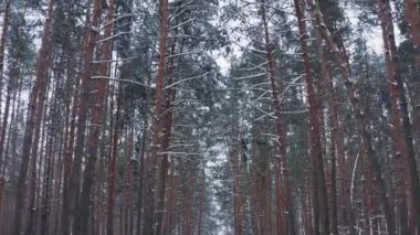 Karla kaplı ağaçlarla harika bir kış ormanı.