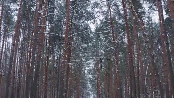 雪に覆われた木と素晴らしい冬の森 — ストック動画
