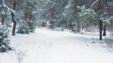Karlı havada büyülü kış ormanı. Karla kaplı ağaçlar arasında insansız hava aracı uçuşu. Havadan bakıldığında kış manzarası.