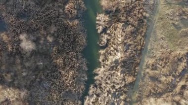 Sonbahar güneşli bir günde, nehrin kenarında kurumuş çiçeklerin en üst görüntüsü..