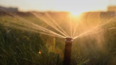Gün batımında çimlere fıskiyeler serpiştirir. Otomatik çim sulama. Sulama sistemi.