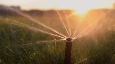 Gün batımında yeşil çimenleri sulayan otomatik çim püskürtücü. Sulama sistemi. Yakın plan..