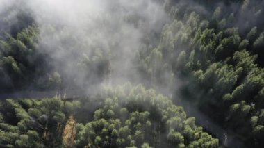 Dağlarda toprak yolu olan yeşil bir ormanın havadan görünüşü gün doğumunda sisli olur..