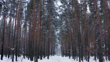 Karla kaplı ağaçlarla kaplı donmuş bir ormanın güzel kış manzarası.
