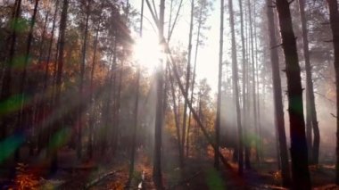 Sonbahar ormanı. Sabah sisinin içinde güneş ışınları parlıyor. Sonbaharda manzara.