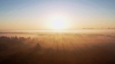 Drone görüntüleri gündoğumunda sakin bir ormanı yakalar, ağaçların arasından süzülen altın ışınlar ve uzak ufuktaki bir şehir silueti.