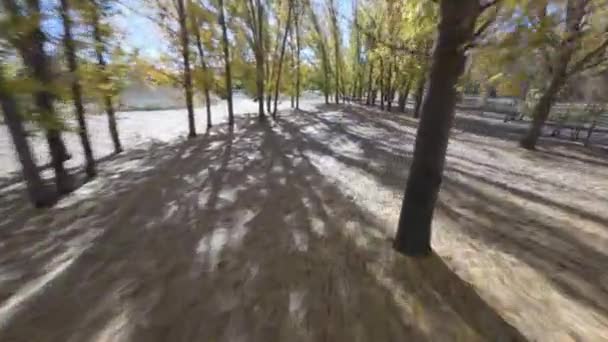 Красивий Повітряний Постріл Між Деревами Лісі Восени Листя Падає — стокове відео