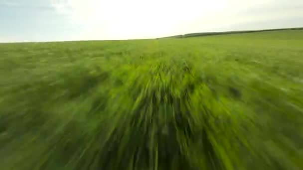 Flygfoto Över Ett Hav Grönt Gräs Med Fpv Drönare Flyger — Stockvideo