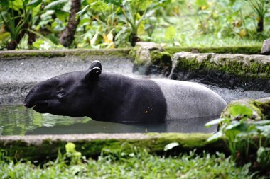 Tapir 'in Malezya Ulusal Hayvanat Bahçesindeki fotoğrafı. 