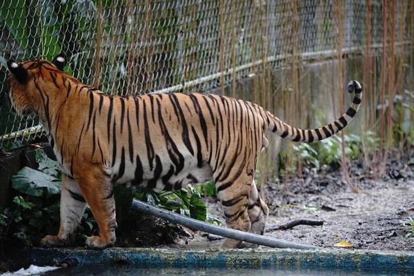 Foto Tigre Malasia Zoológico Nacional Malasia — Foto de Stock