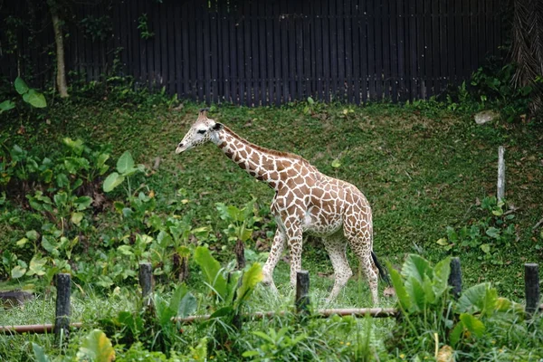 Fénykép Egy Zsiráfról Malajziai Nemzeti Állatkertben — Stock Fotó