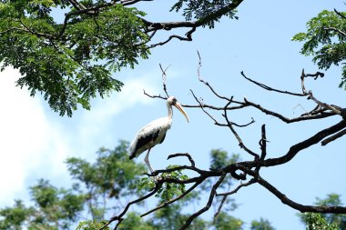 Uganda 'dan Marabou Leyleği kuşları