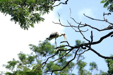 Uganda 'dan Marabou Leyleği kuşları